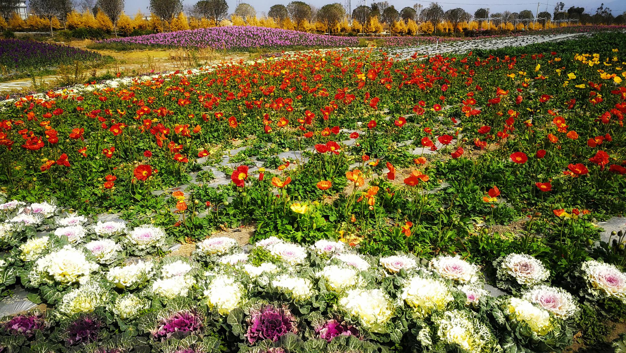 大理云海芳草花开成海!紫罗兰、虞美人、羽衣甘蓝…