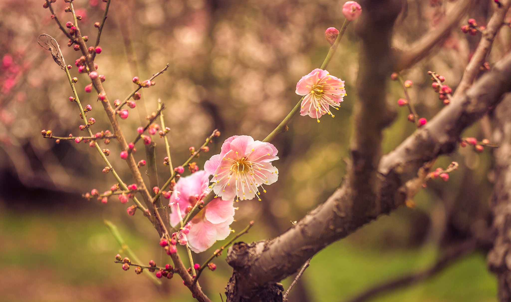 无锡梅园的春天,梅花开的美不胜收