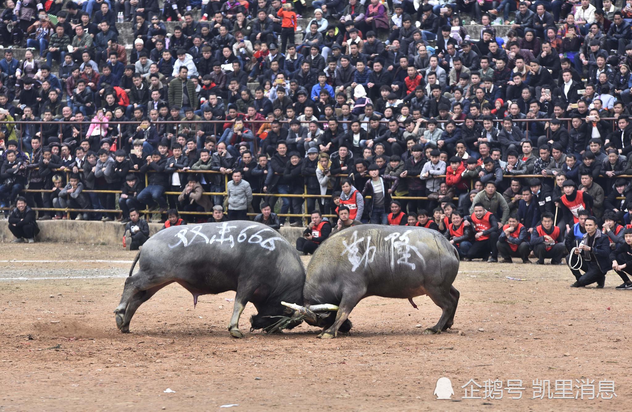 贵州从江：千年斗牛文化焕发新生机