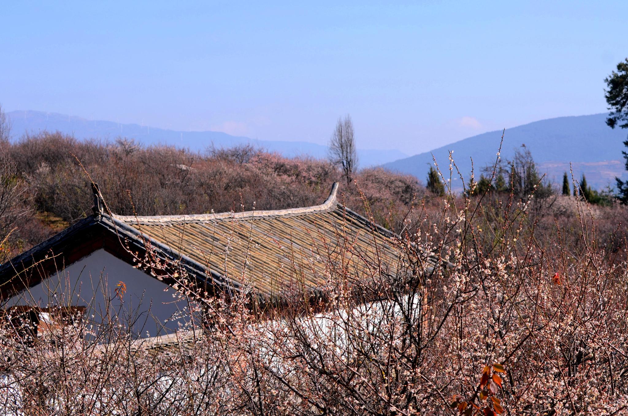 大理洱源又现世外桃源,松鹤村的梅花开得满山都是