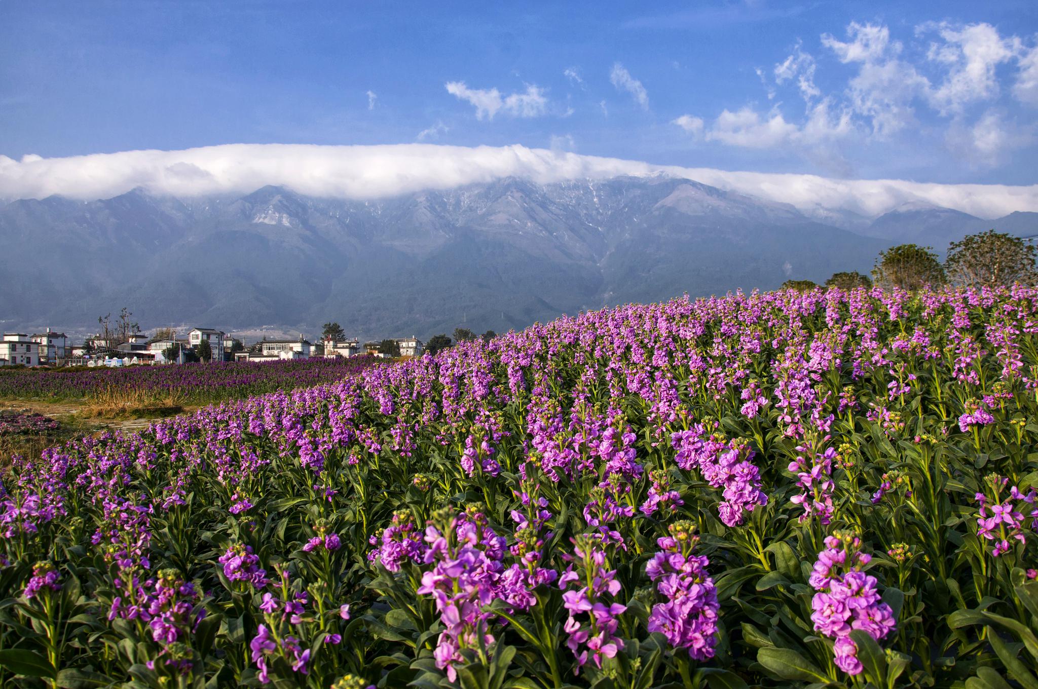 大理云海芳草花开成海!紫罗兰、虞美人、羽衣甘蓝…