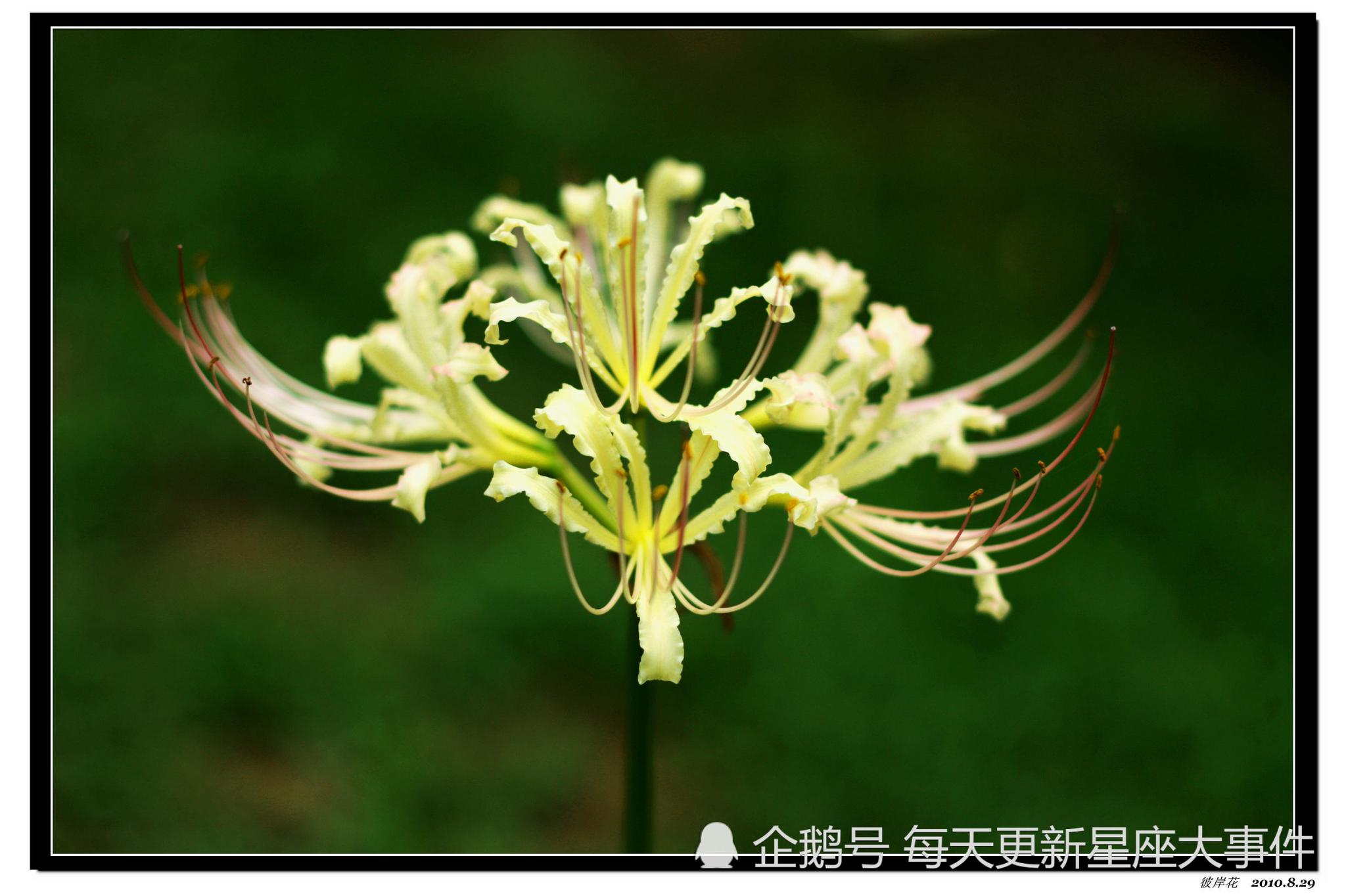 双鱼座—青色彼岸花花语,绝望的等待水瓶座—双色彼岸花华语,无尽