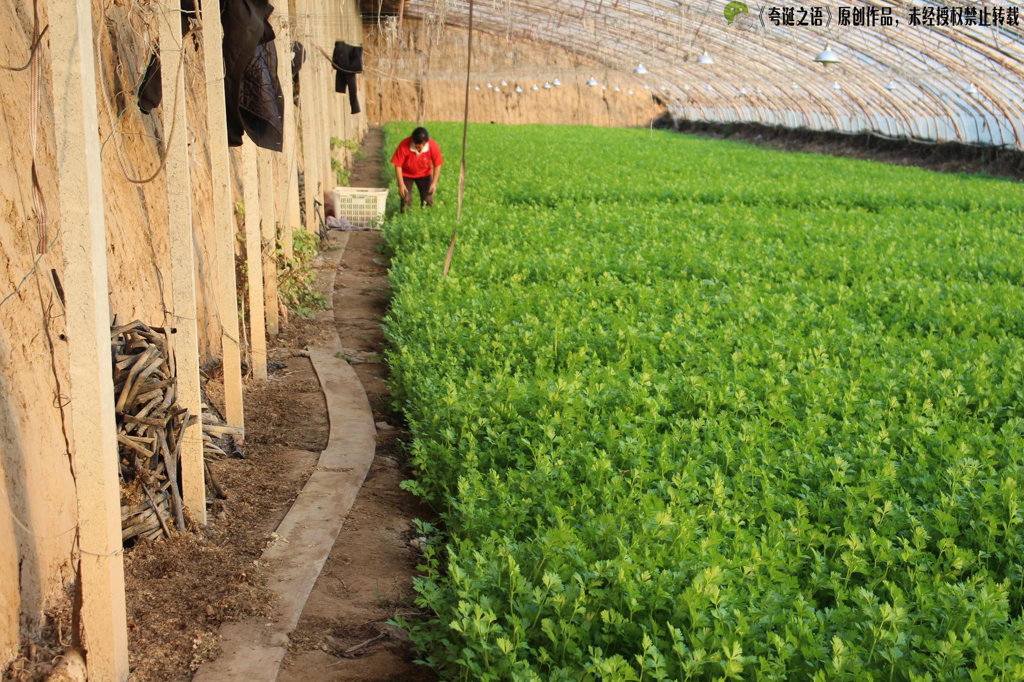 记录:农民种大棚真实的一天,挣点钱真不容易啊