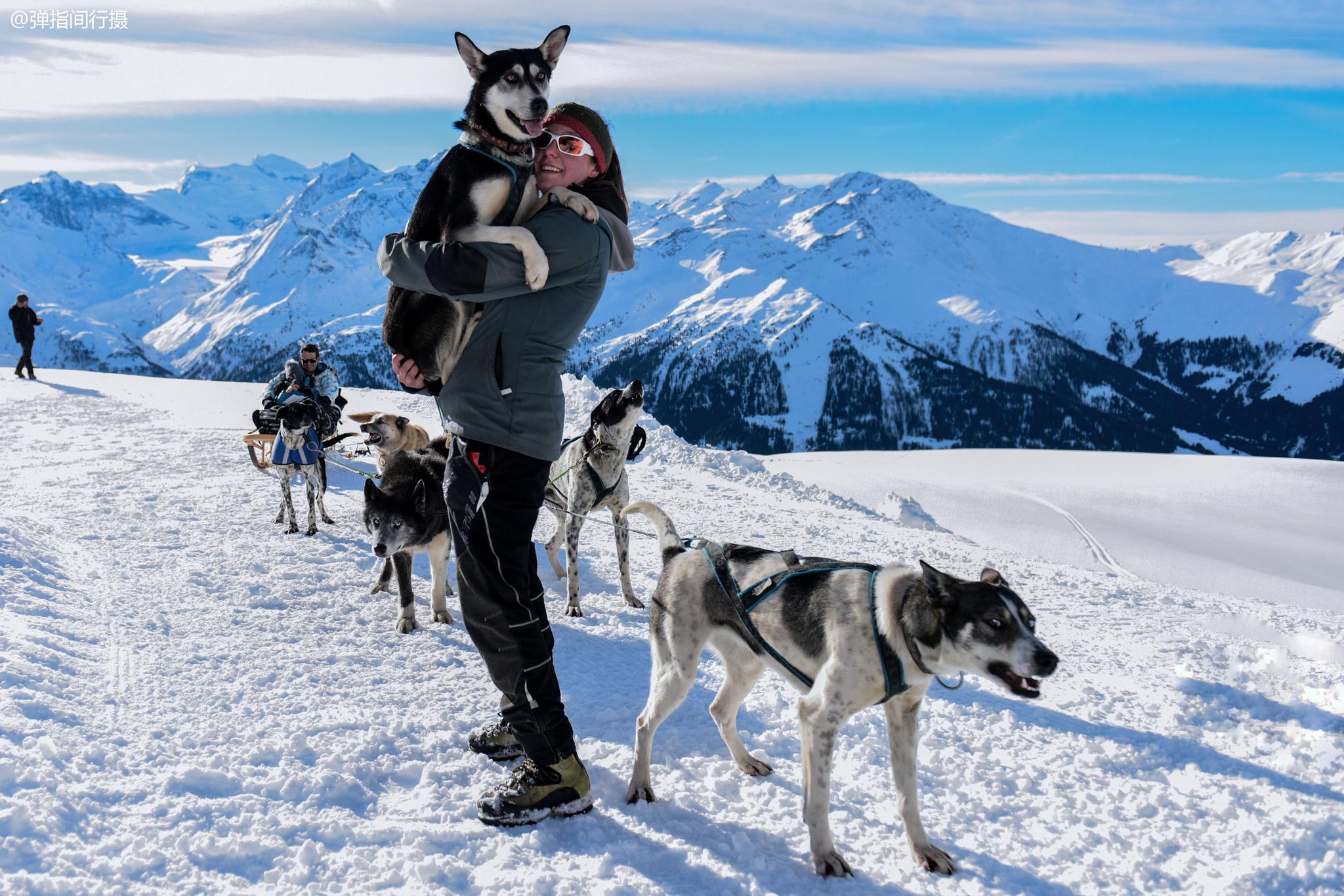 瑞士狗拉雪橇,管理极其严格,8条狗最多拉3人,太胖不能坐