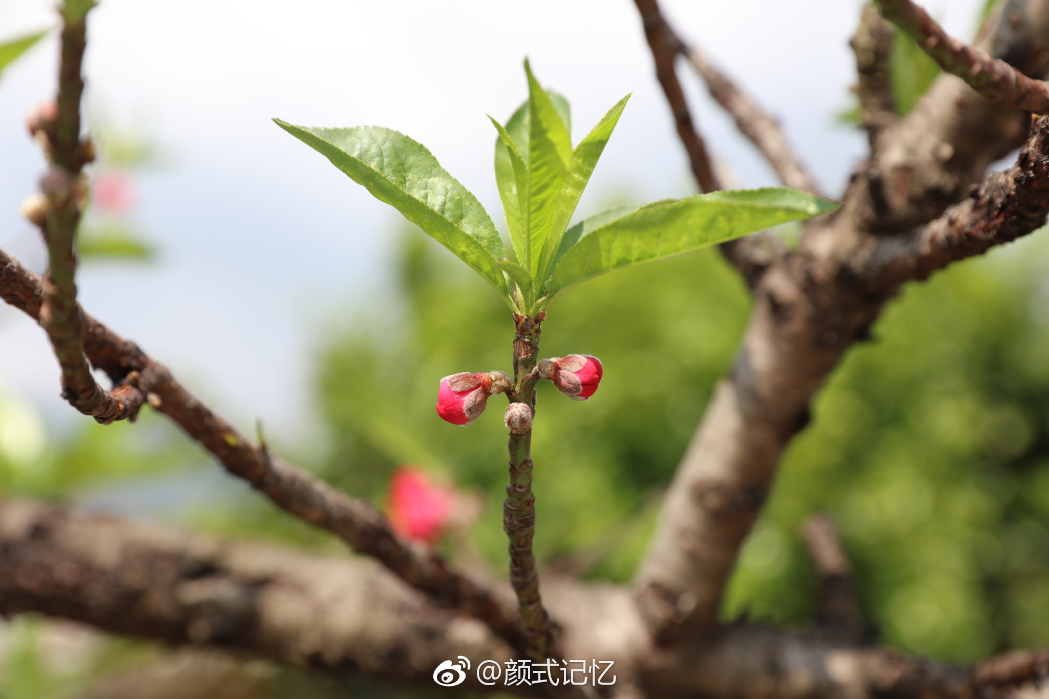 春蕾一一饱含春天的期待与冲动.(摄于天台自种桃花)
