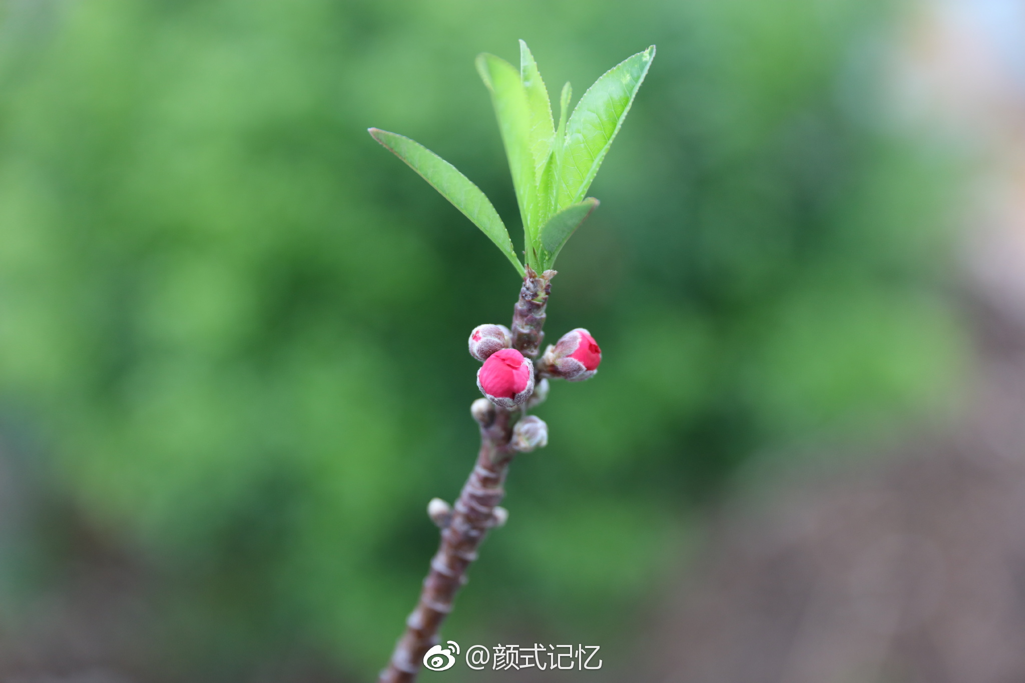 春蕾一一饱含春天的期待与冲动(摄于天台自种桃花)