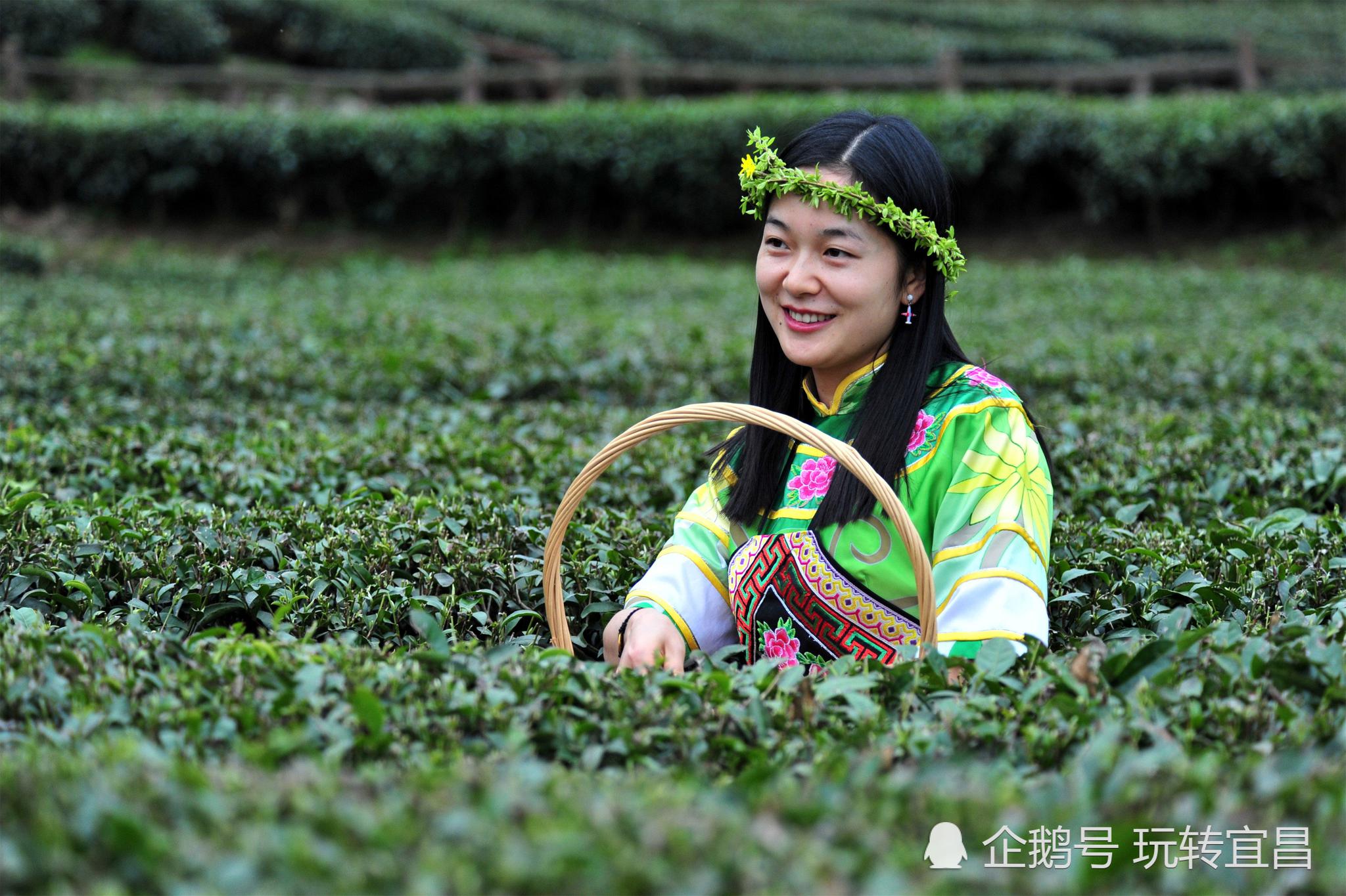 一名美女游客体验采茶