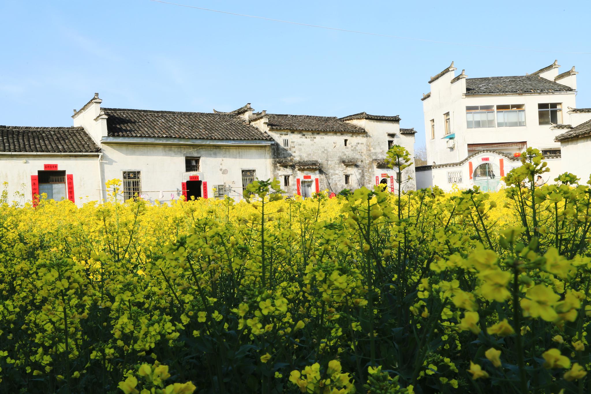 这是徽州最美的小县城,宏村西递都在名下,为何输给了油菜花