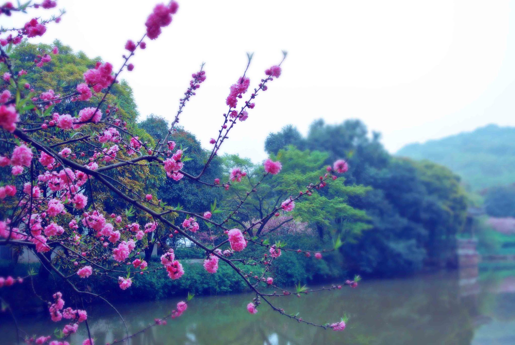 《与陈伯之书》为何未收入《古文观止》?