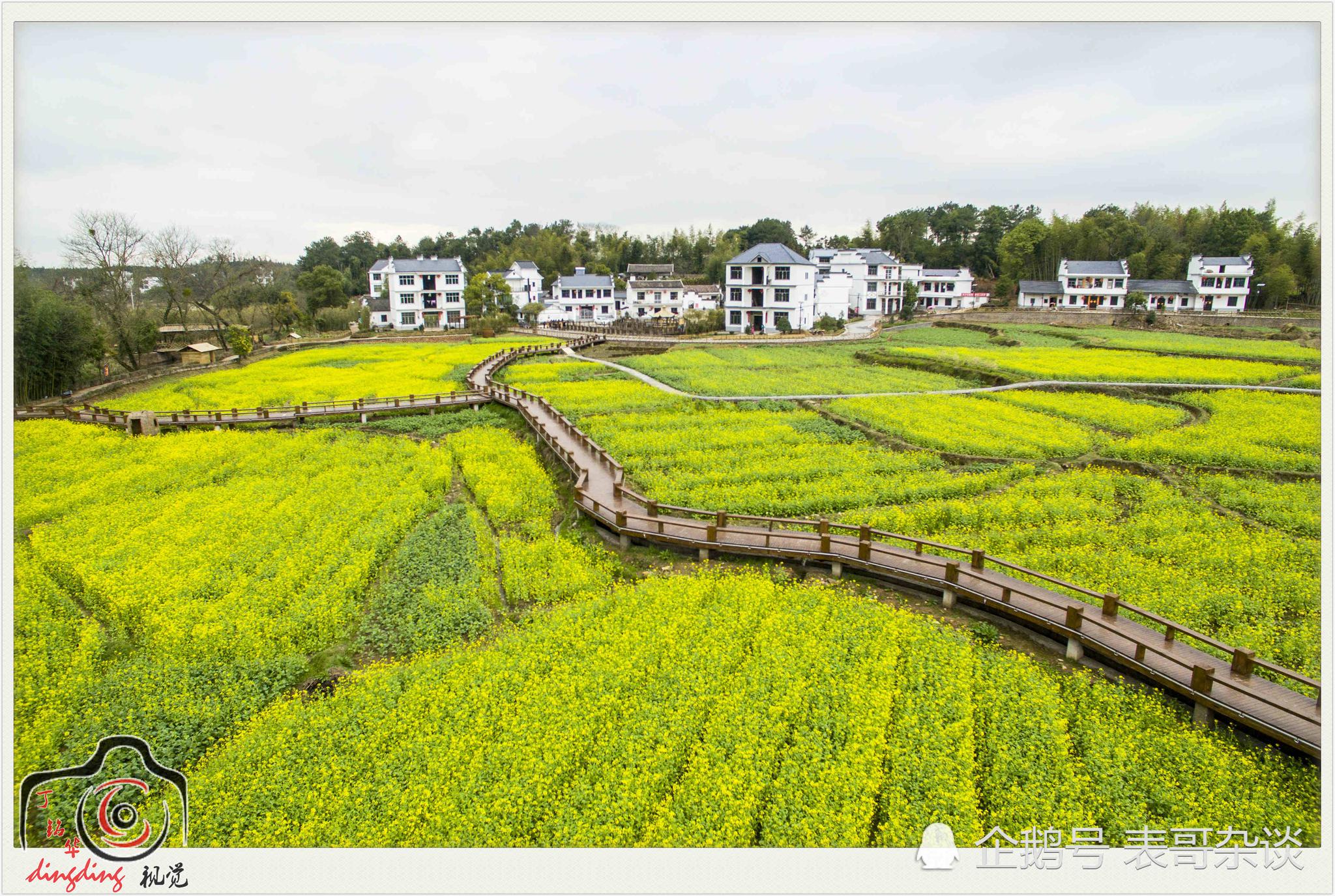 航拍铅山县鹅湖镇紫竹林油菜花海