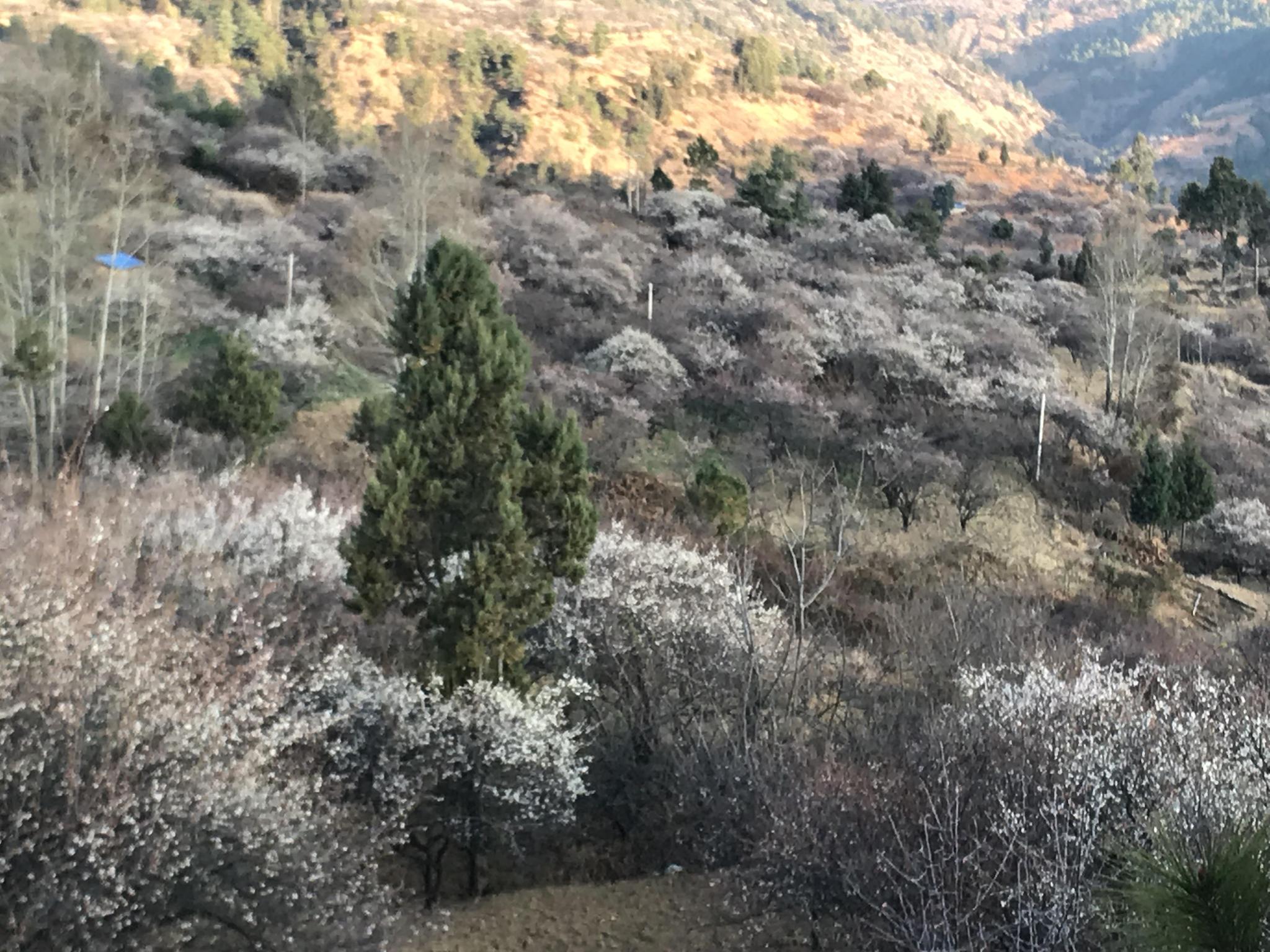 大理洱源又现世外桃源,松鹤村的梅花开得满山都是