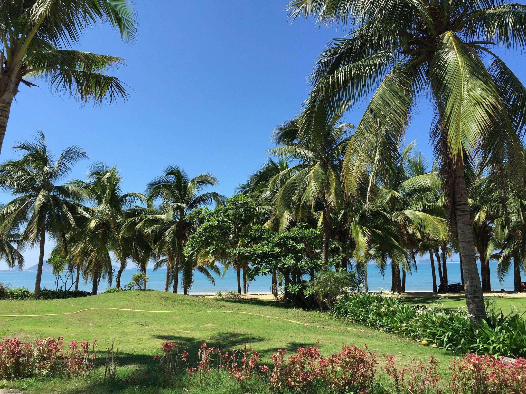椰梦长廊,一排排的椰子树成了三亚不同于国内其他城市