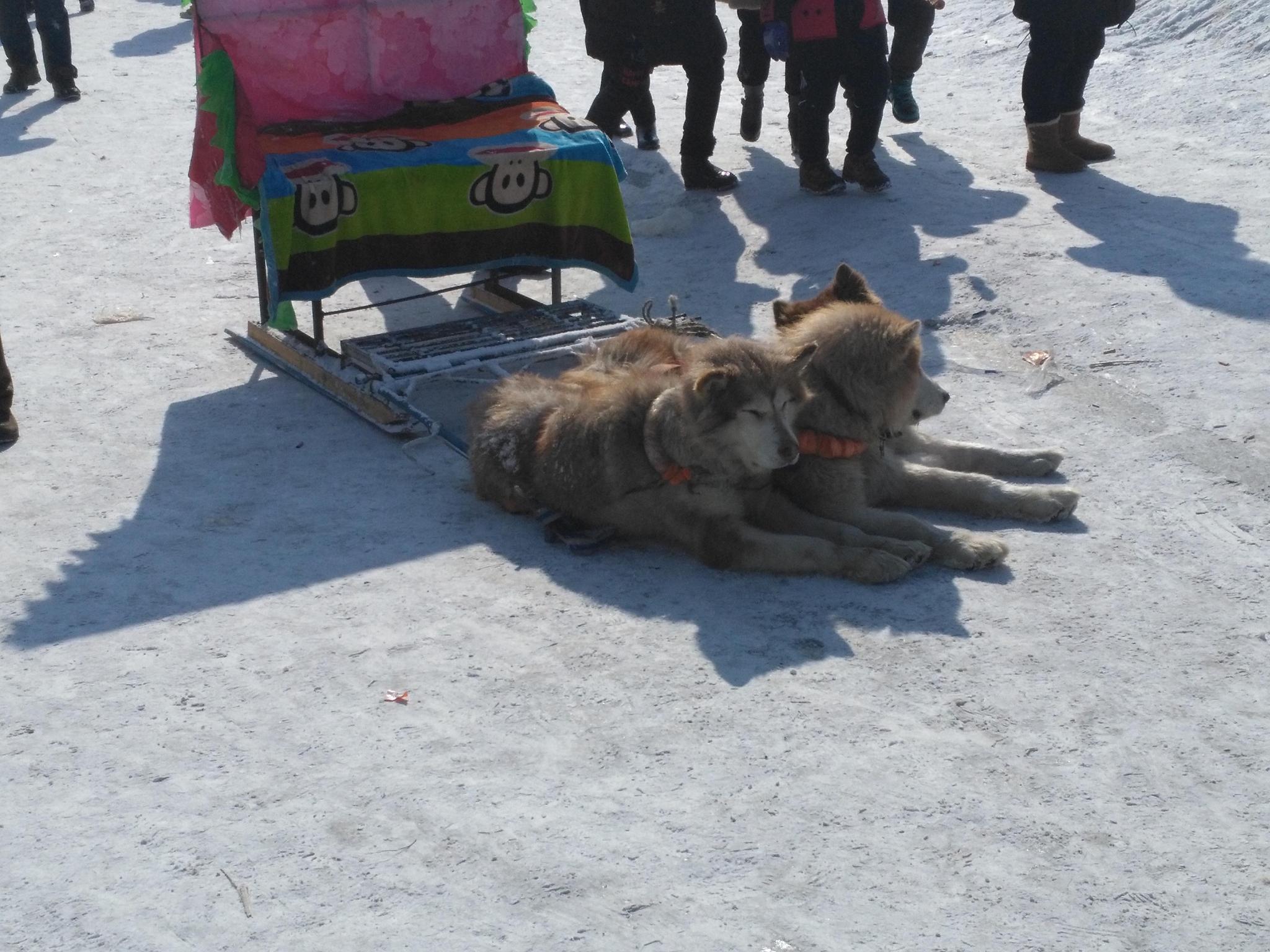 赏雾凇,骑大马,狗爬犁 吉林市阿什雾凇长廊最近很火