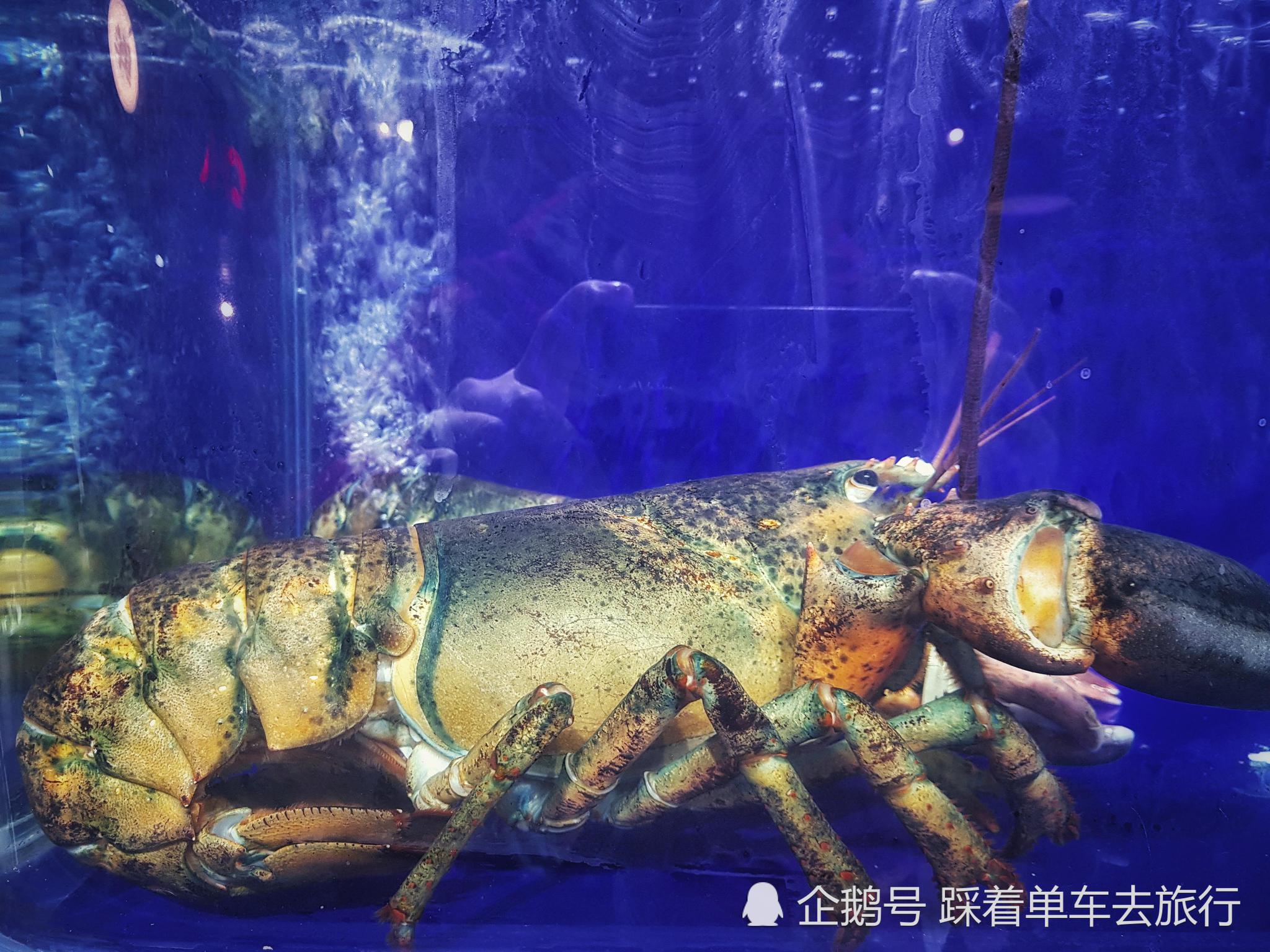 青岛小聚，朋友点名38元的青岛大虾，却对58元一只的大虾赞不绝口