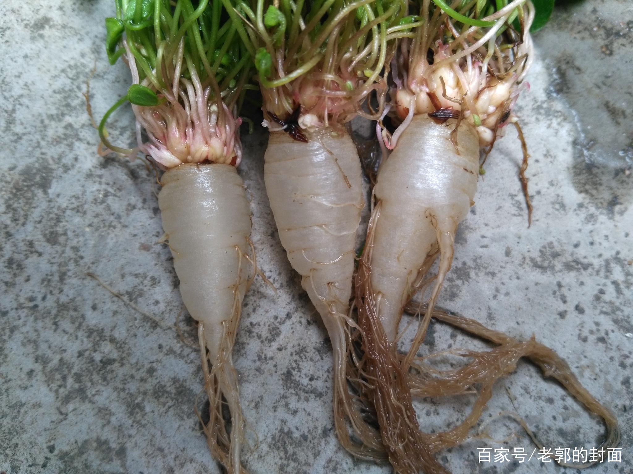 我是不是发大了?挖了一堆野人参,懂行的兄弟帮忙鉴定一下