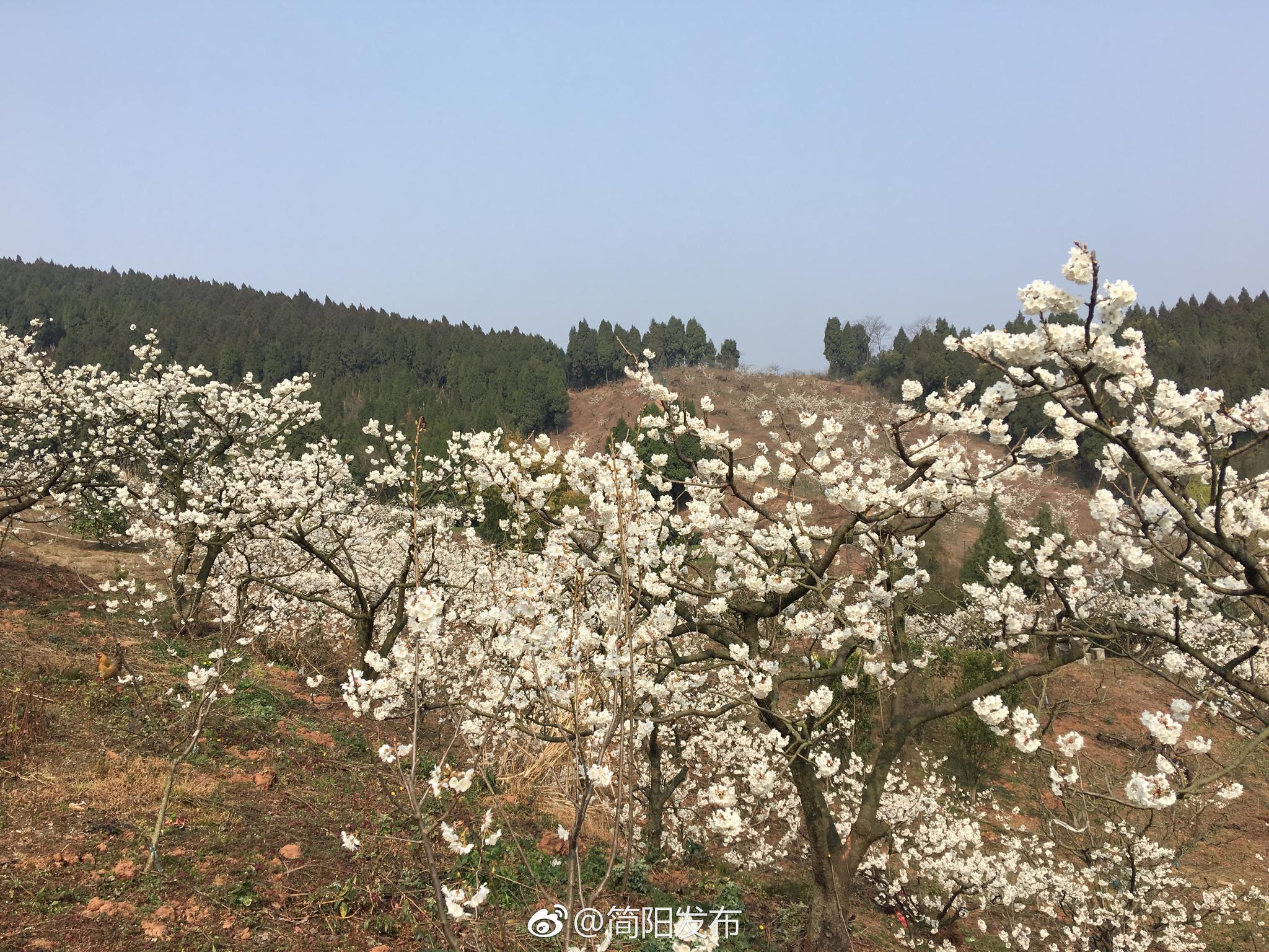 小伙伴们,简阳樱桃沟旅游区欢迎您[话筒]