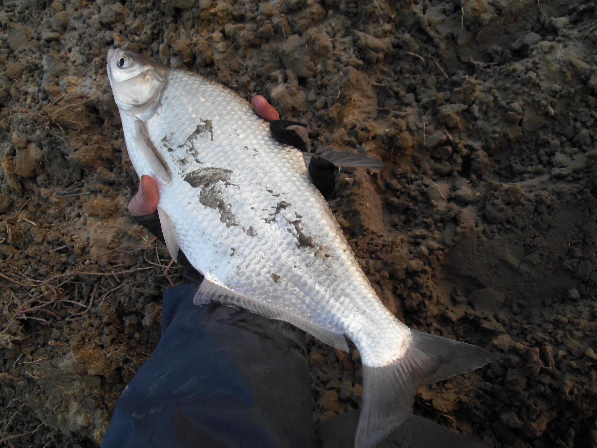 鳊鱼在我们当地为鱼中之“王”不但好吃而且好钓