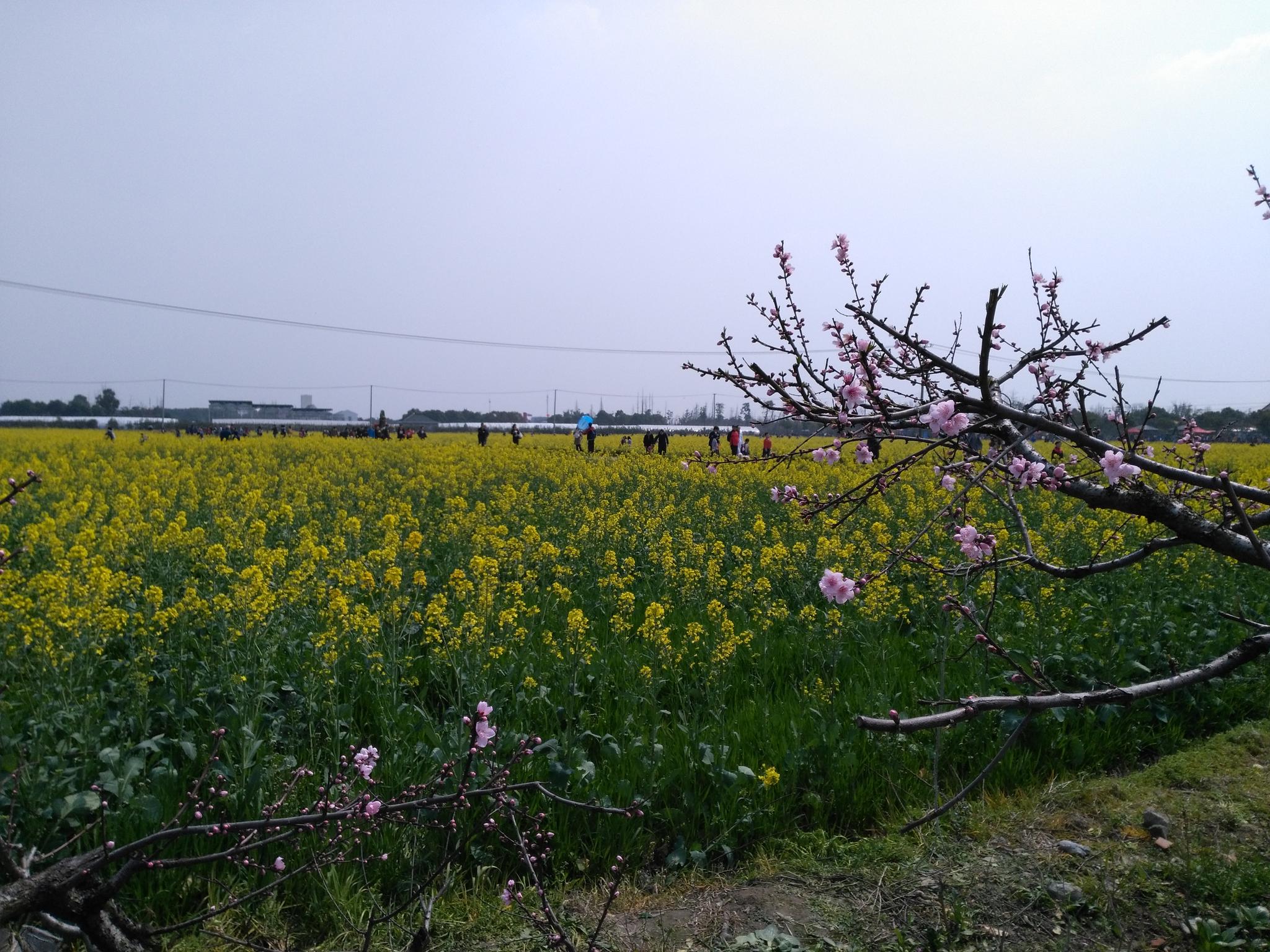 俄罗斯复兴希望破灭?被发达国家除名,现在甚至