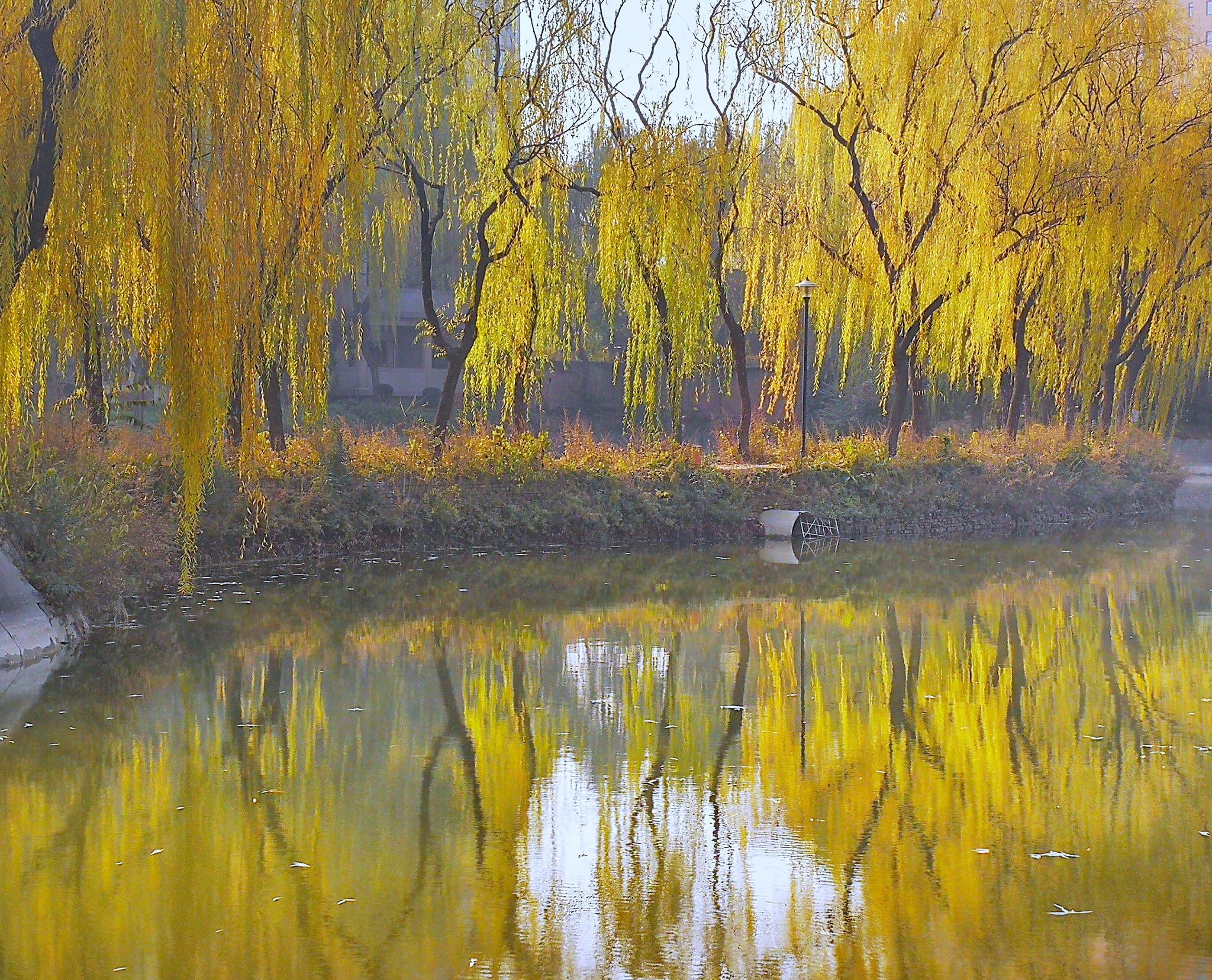 AI制作倒影效果 AI里倒影怎么做