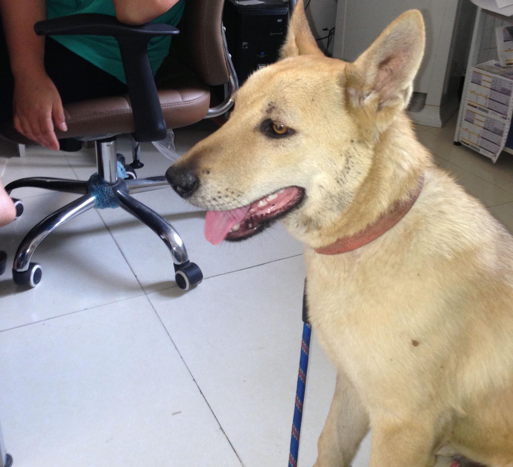 回农村老家，自家土狗每天守在我车旁不让我靠近，了解后感动了!