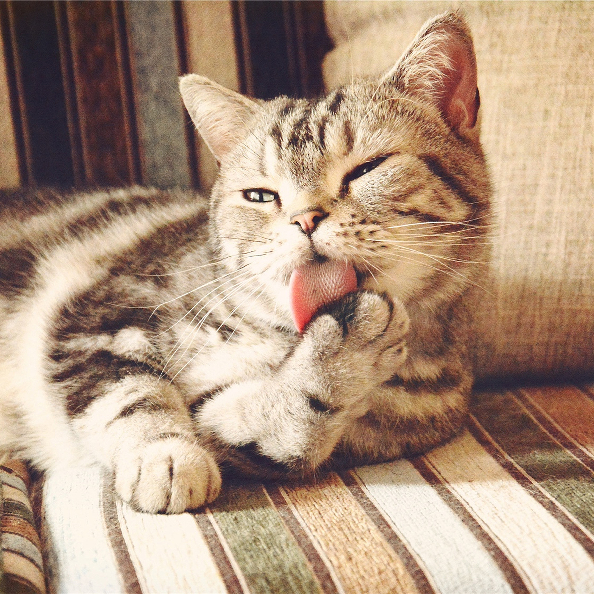 猫咪便秘怎么去治疗