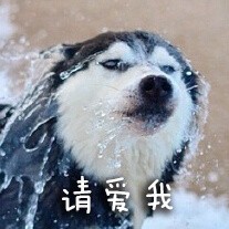 doge表情包再次来袭