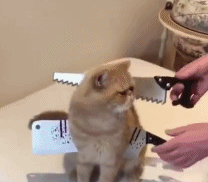 猫咪偷吃东西,网友拿刀架在猫脖子上,可猫咪的反应很搞笑