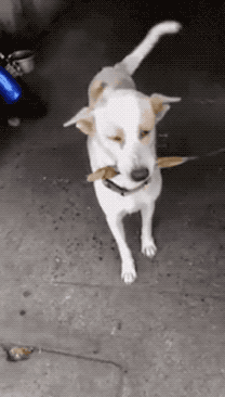 2018年,但愿你活得像条狗