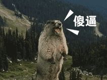 萌宠萌图第1496:自从看到了土拨鼠表情,再a表情的土拨鼠也苦瓜大全表情微喜剧包信图片图片