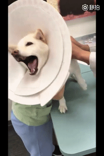 柴犬逢打针必戴两个耻辱圈,因为惨叫声大,俩扩音喇叭效果更佳