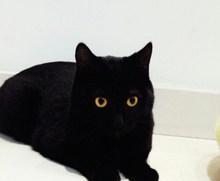 告别忽悠，教你怎么识别常见的英国短毛猫