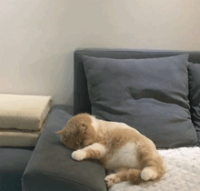 一只刚刚失恋的猫,这表情,这坐姿,整个猫生是灰暗的