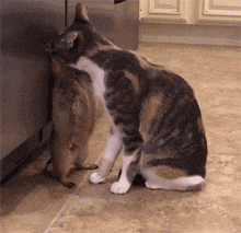 壁纸 动物 猫 猫咪 小猫 桌面 220_213 gif 动态图 动图