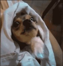 壁纸 动物 狗 狗狗 220_232 gif 动态图 动图