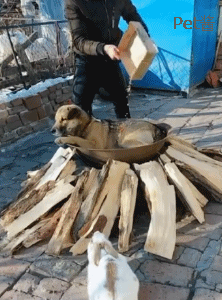 狗主人直播炖狗肉,不过狗狗非常无聊,甚至都要睡着了
