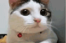 猫咪生病时的警讯（二）
