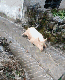 搞笑gif图: 媳妇这样戏弄老公, 他还怎么见人