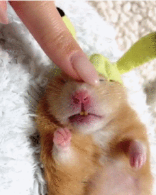 网友晒了自己买的两只仓鼠,我看了眼,感觉要出事