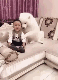 萨摩耶:看在我的面子上,算了吧!