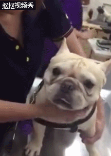 法斗犬去兽医那打针,法斗一脸懵逼,小表情好不开心噢