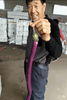 【这是怎么品种的茄子,咋这么长?】