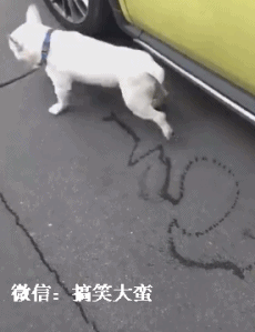 搞笑gif趣图:原来玉米皮做成衣服也可以这么高大上!