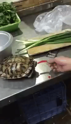 脑残饲主喂红辣椒乌龟咬一口辣翻,痛苦挣扎险坠地