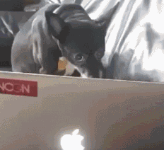 超搞笑gif:零下30度,泼开水是一种怎样的感觉!