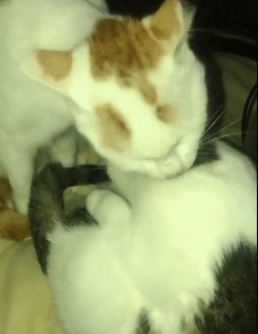 壁纸 动物 狗 狗狗 猫 猫咪 小猫 桌面 233_302 gif 动态图 动图
