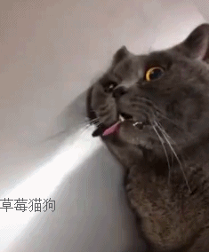 壁纸 动物 猫 猫咪 小猫 桌面 235_284 gif 动态图 动图