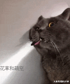 铲屎官带猫咪去绝育, 没想到猫咪绝育后是这个表情, 真让人心疼