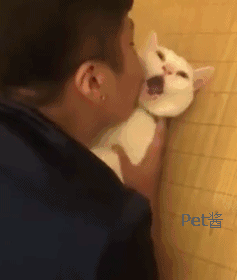 铲屎官亲了亲猫咪,猫咪一脸不情愿,表情太伤人了
