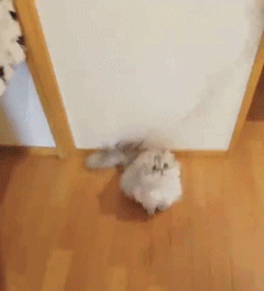 主人你快看我飞起来了,喵星人真是太兴奋啦!