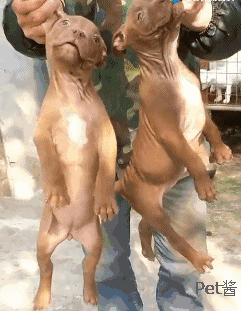 相信真心想要买狗的人也会自己仔细看看狗子,也不用这样叫